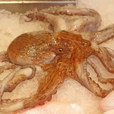 Octopus (Mediterranian)