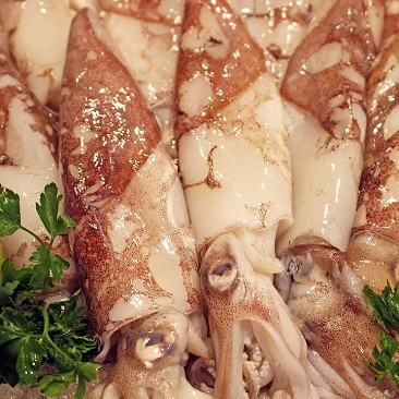 Squids (Mediterranian)