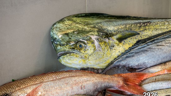 Immagini per borse
